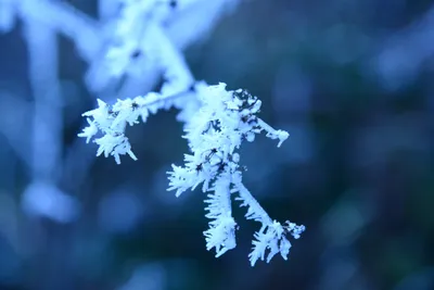 DSC_0979 (Large).JPG